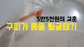 구피 치료하기, 외부기생충 염려 구피가 바닥에 몸을 튕길때 치료 (treatments for sick fish)탱써니 물생활