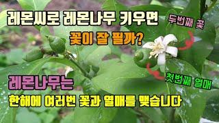 레몬재배법 레몬씨로 키운 나무와 삽목한 레몬나무에 꽃이 피지 않는 이유? 레몬나무는 꽃이 몇번 필까요?