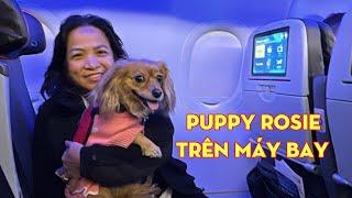 Puppy Rosie flies from Los Angeles to Boston || Bé cún Rosie đi máy bay