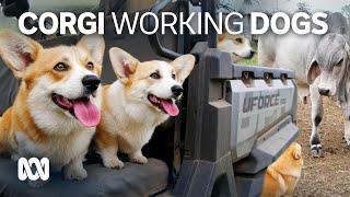 Why those little legs don't stop corgis working on the farm  | ABC Australia