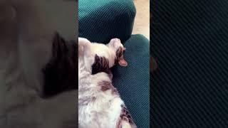 Kitten Nap Time #shorts #cats #catvideos #kitten #pets #sleep