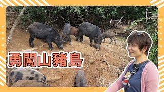 Tainan attractions: Zengwen Reservoir Sightseeing Yacht | Bravely Climbing Mountain Pig Island