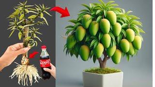 How To Propagate Mangos Trees With Egg And Coca Cola, how to growing mangos trees many fruits