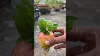 How to grow Apple tree from apple fruit for terrace garden #nature #ytshorts #shorts