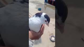 pigeon lover