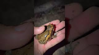 Funny catching frogs for laugh hahaha | frog jumping and laughing | tep longheng funny