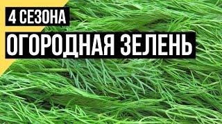 Четыре сезона. Огородная зелень: укроп, петрушка, салат