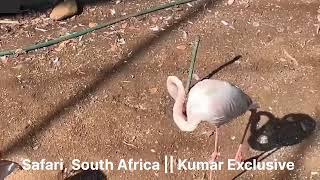 Safari at Johannesburg, South Africa || Kumar Exclusive