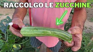 Come RACCOGLIERE le ZUCCHINE nell’ORTO!