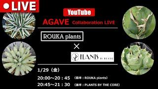 【LIVE】【アガベ】 ROUKA plants × PLANTS BY THE CORE 初コラボLIVE配信！　アガベ対談【Agave】【多肉植物】