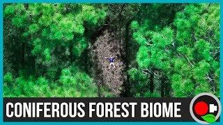 The Coniferous Forest Biome Explained