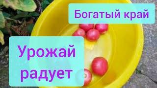 Кубань. Жизнь на юге.Кубанская станица.Плюсы и минусы краснодарского края 