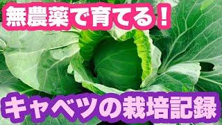 無農薬で虫食いなし！秋から育てるキャベツの栽培。種まきから収穫まで。