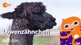 Keks und die neue Frisur | LÖWENZÄHNCHEN | ZDFchen