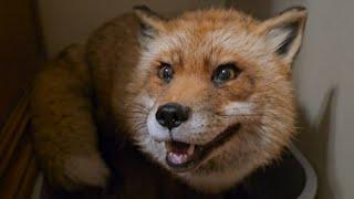 Finnegan fox yells at me, and wants to fight!