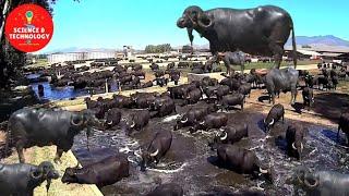 WONDERFUL ITALIAN WATER BUFFALO FARMING-AMAZING BUFFALO DAIRY FARM-MODERN TECHNOLOGY LIVESTOCK FARM