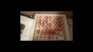 Dry Incubation In The Farm Innovators 4250 Incubator.