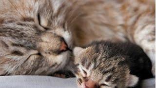 Home Remedies for Birth Control In Cats