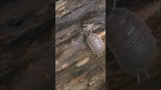 Rough Woodlouse / Обыкновенная мокрица #shorts