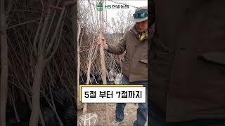 백일 동안 꽃이 핍니다. 믿기시나요? | 배롱나무 백일홍나무 묘목