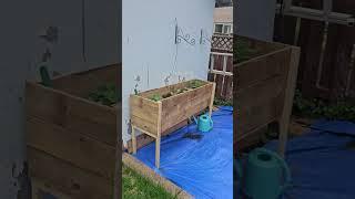 Raised vegetables planter box garden @takallummbaig8027