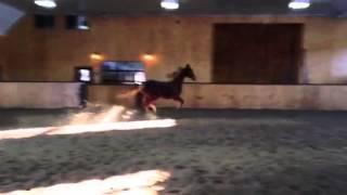 Ro & Me's two year old prospect