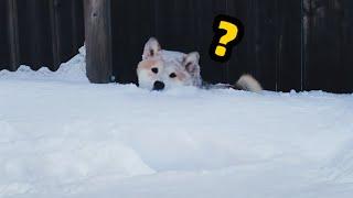 Shiba Plays In the Snow - Funny Snow Dog Video