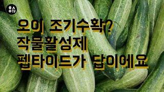 [한스연TV] 오이 조기수확 비법? 작물활성제 펩타이드가 답이에요