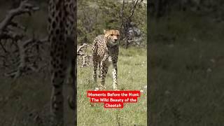 Moments Before the Hunt: The Wild Beauty of the Cheetah  #WildCheetah #AfricanSafari #AnimalKingdom