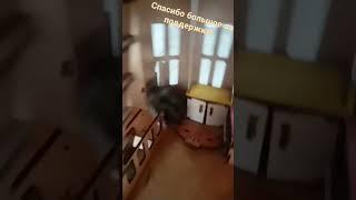 Спасибо большое всем за поддержку!#подписки #рекомендации #Маруся #Тимми #хомячок #хомка #shorts