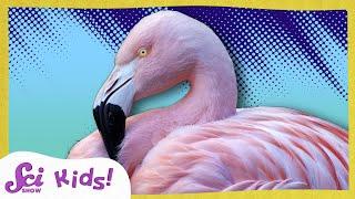 Why Are Flamingos Pink? | The Science of Colors! | SciShow Kids