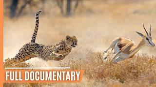 Cheetahs: Masters of Speed and Stealth | Full Documentary