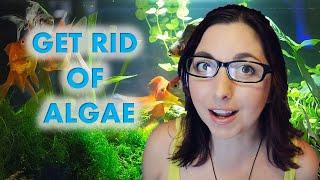 NO MORE ALGAE!  How To Get Rid Of Algae In Your Aquarium