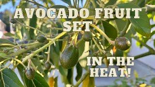 GROW YOUR OWN AVOCADOS | FRUIT SET DURING EXTREME HEAT AND WIND | BEFORE AND AFTER THE HEATWAVE