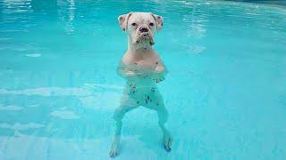 Boxers Are The Weirdest Yet Most Adorable Dogs Ever!   Funny dog videos 2024