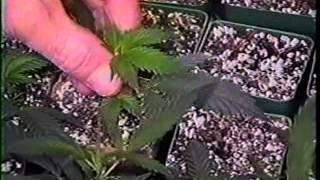 Sea Of Green  Volume 04  Growing Sinsemilla Marijuana