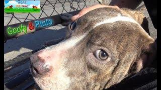 Homeless Pit Bull brothers, Goofy and Pluto almost got away from us!!!  PHEW!!! #pitbull