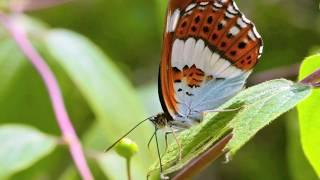 Butterflies: an Extraordinary Life