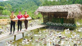 Sell ​​many duck eggs for Phương and her younger sister, Weeding the vegetable garden