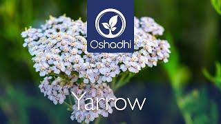 Yarrow (Achillea millefolium) - A thousands Leaves, a thousand Cures | OSHADHI plant portrait - HD