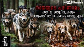 നായയുടെ പരിണാമം. | Evolution of Dogs | Lucy |