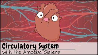 Circulatory System and Pathway of Blood Through the Heart