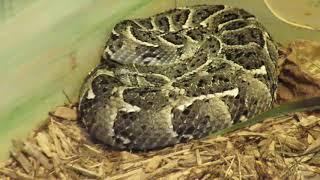 Puff Adder Venomous Snake has Heavily Keeled Scales & Chevron Shaped Markings! Edisto Island Serpent