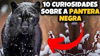 10 CURIOSIDADES SOBRE A PANTERA NEGRA