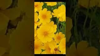 Flowers #beauty of flowers#trending#video#viral#post#natures beauty#