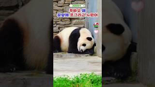 푸바오 문앞에 누워 무슨생각해? #푸바오실시간 #푸바오근황 #판다월드 #에버랜드 #아이바오 #러바오 #루이바오 #후이바오 #강바오 #송바오