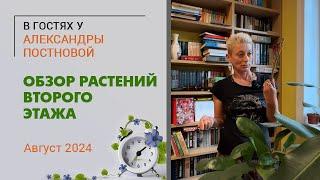 В гостях у Александры Постновой. Обзор растений второго этажа. Август 2024. Папоротники, фикусы и...