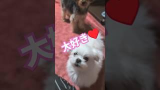 [多頭飼い犬]ラテからのメッセージ　#アフレコ　#感謝　#ミックス犬　#マルポメ　#マルポメのラテ　#ヨープー　#ヨープーのチョコ　#愛犬 　#いぬのきもち 　#感謝の心 　#感謝の言葉 　#dog