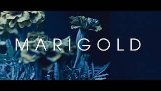 "Marigold" - The Dane feat. L.A. James (from the Netflix Series Cobra Kai)