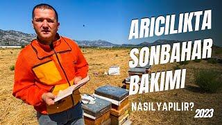 Arıcılıkta Sonbahar Bakımı | Üç Önemli Başlıkta Anlattım | Arıcılık